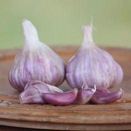 Egyptian Pink Garlic