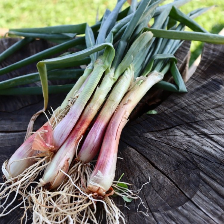 Egyptian Walking Onions