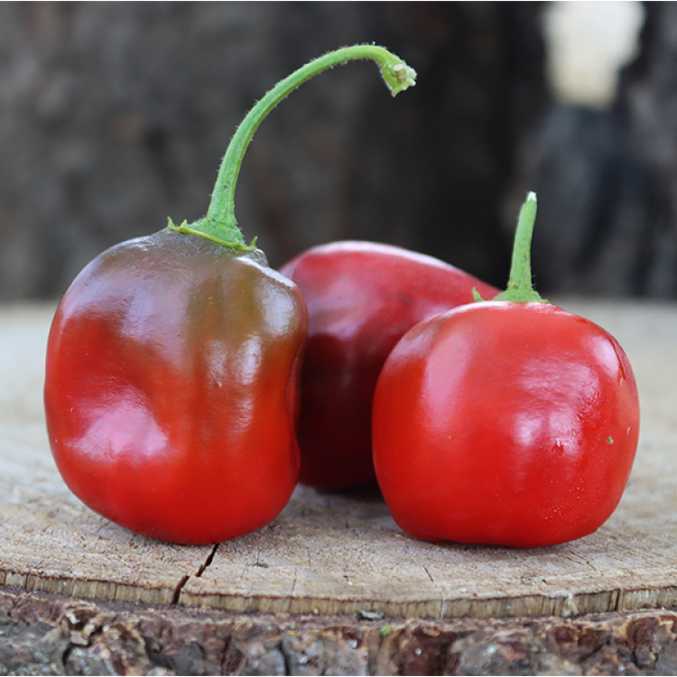 Rocoto Ecuadorian Pepper for Hell