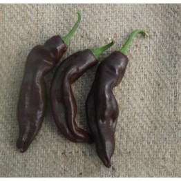 Ethiopian Brown Chilli