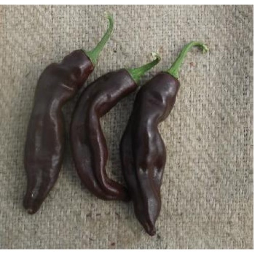 Ethiopian Brown Chilli