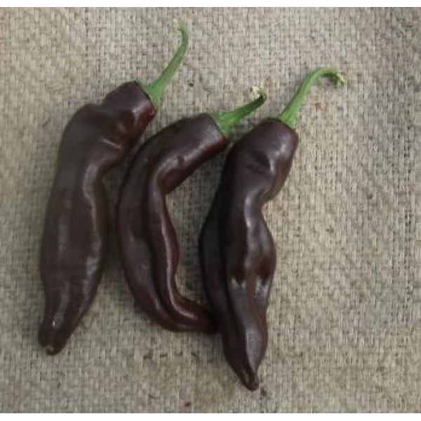 Ethiopian Brown 
