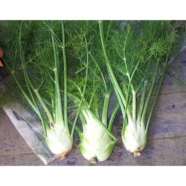 Wadenromen Fennel