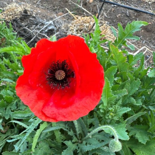 Poppy Flanders