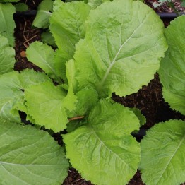 Florida Broadleaf Mustard