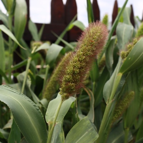 Foxtail Millet