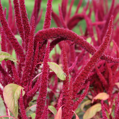 Foxtail Red Amaranth