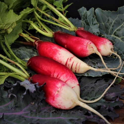 French Breakfast Radish