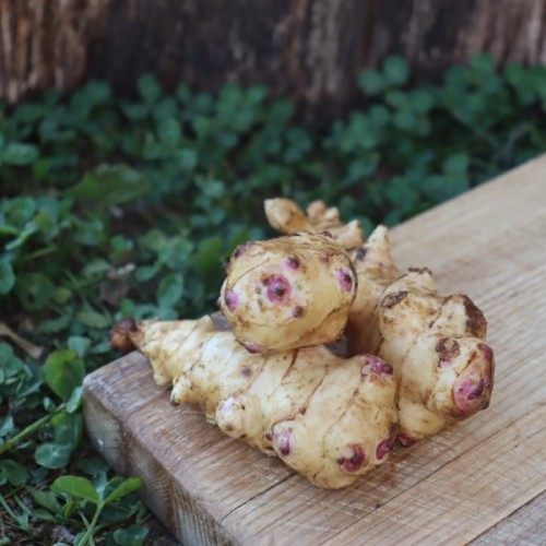 French White Mammoth Jerusalem Artichoke