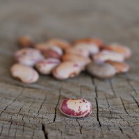 Gaberone Sugar