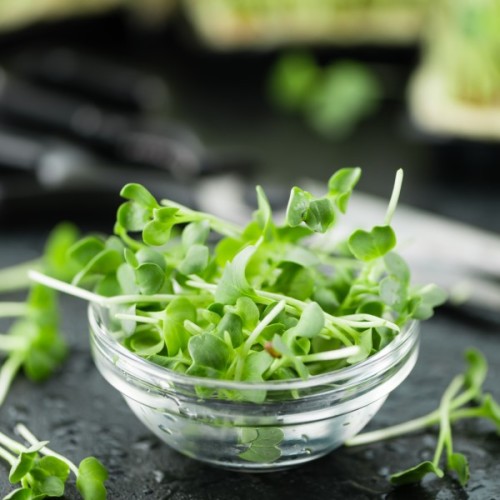 Garden Cress