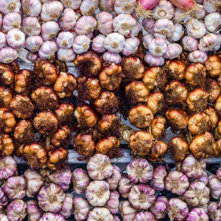 Garlic Sampler Advanced