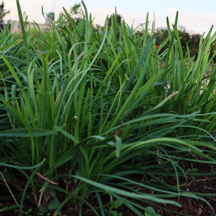 Garlic Chives