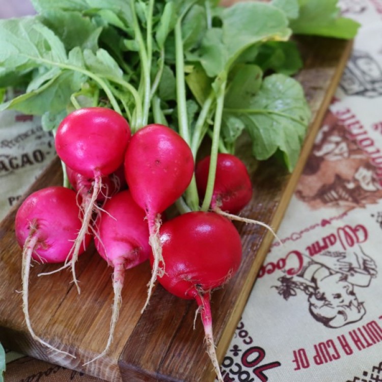 German Giant Radish