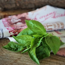 Basil Sweet Genovese