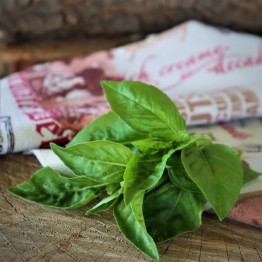 Sweet Genovese Basil