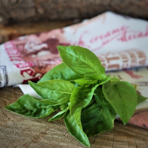 Basil Sweet Genovese