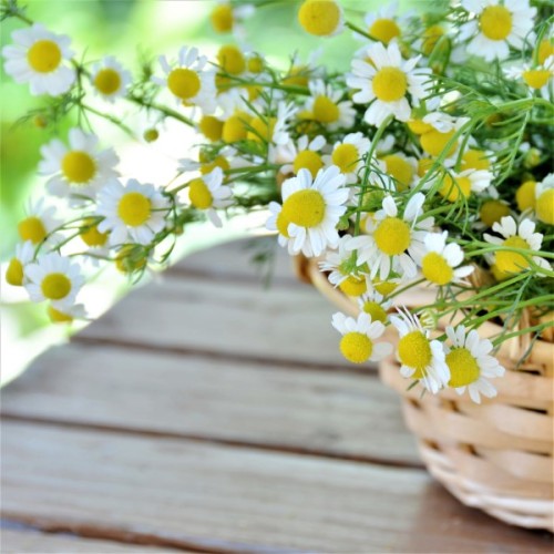 German Chamomile