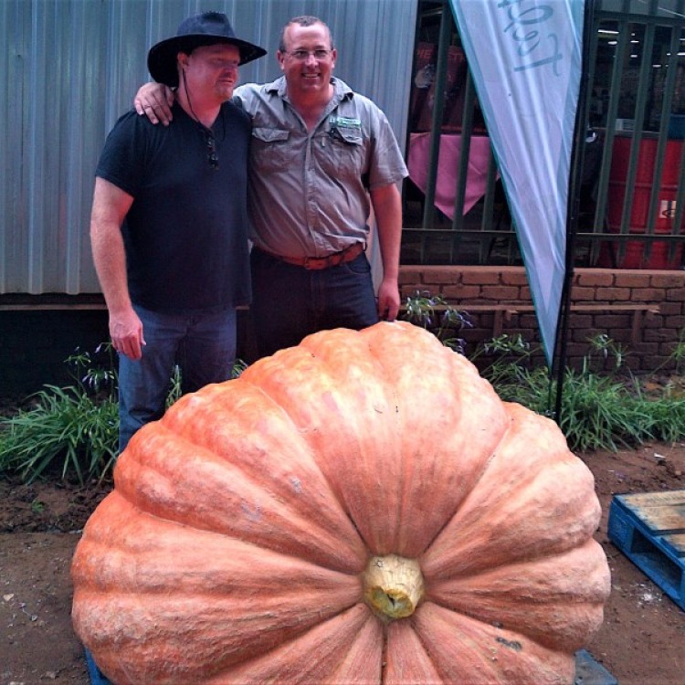 Giant Pumpkin Competition Commercial Seed