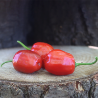 Seedling Sundew Giant Chilli Seedling Sundew Giant Chilli