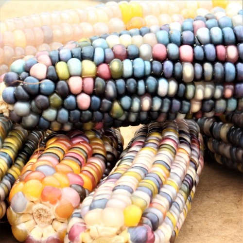 Glass Gem Corn