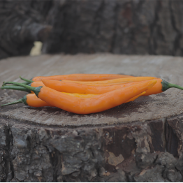 Cayenne Golden