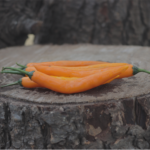 Cayenne Golden