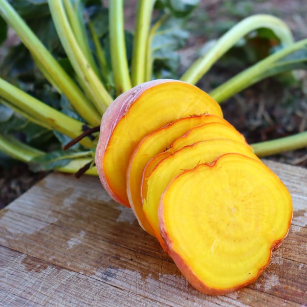 Golden Globe Beetroot