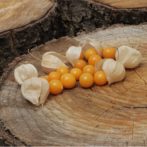 Cape Gooseberry