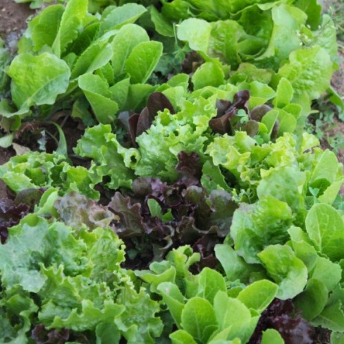 Gourmet Lettuce Mix