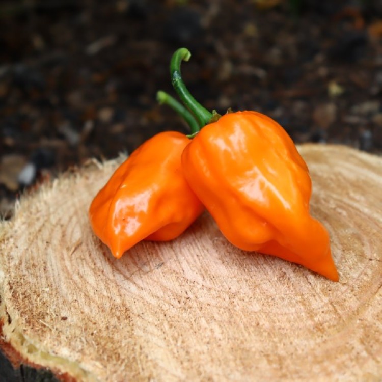 Habanero Orange 