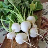 Hailstone Radish
