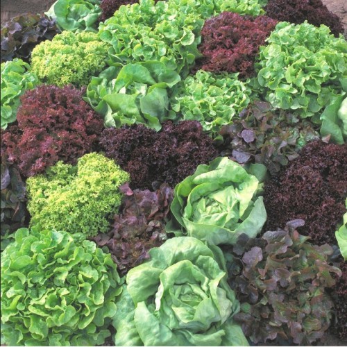 Ultimate Head Lettuce Mix