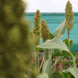 Honey Drip Sorghum