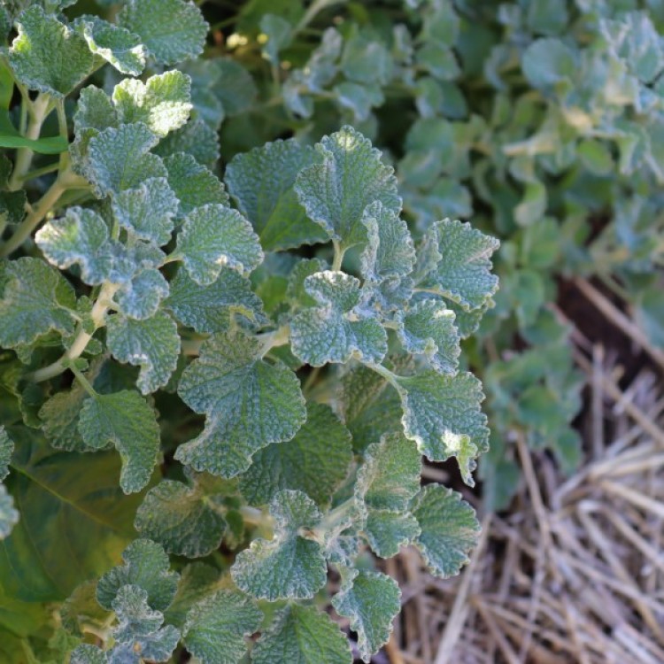 Horehound