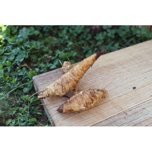 French White Mammoth Jerusalem Artichoke