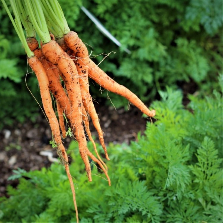 Imperator Carrot