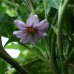 Black Beauty Eggplant