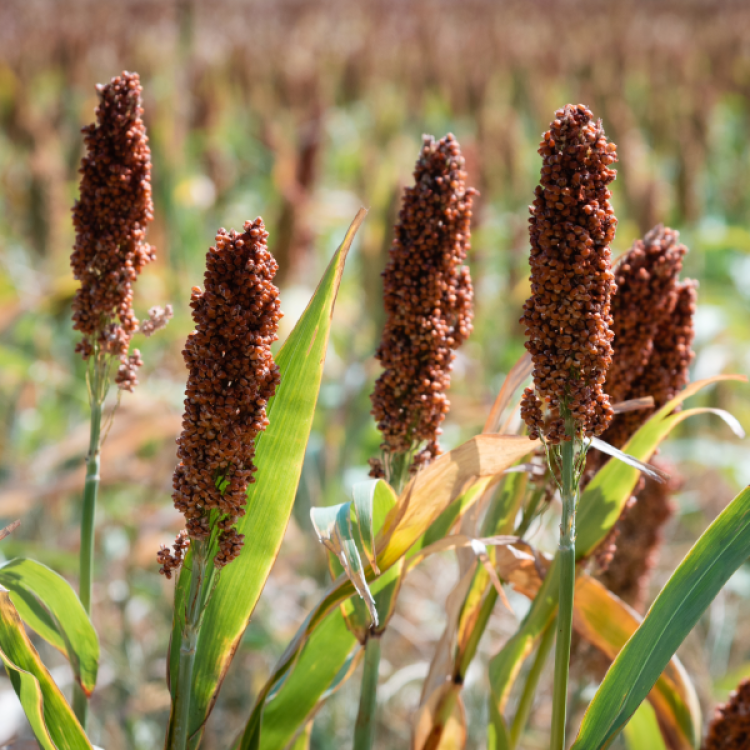 Indian Red Popping Sorghum