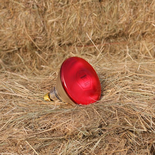 Infrared Heat Lamp