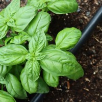 Seedling Basil Italian Large Leaf