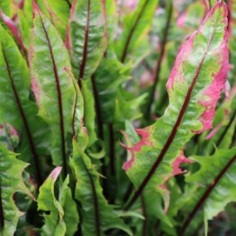 Italian Red Stem Dandelion