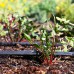 Italian Red Stem Dandelion