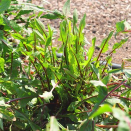 Italian Red Stem Dandelion
