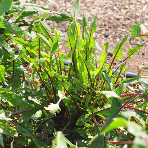 Italian Red Stem Dandelion
