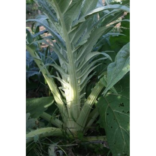 Ivory White Cardoon