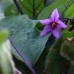 Japanese Pickling Brinjal