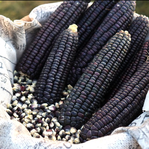 Japanese Sticky Corn