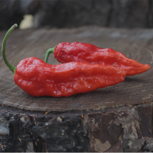 Ghost Scorpion Jay's Red
