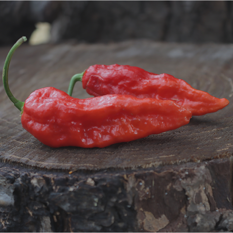 Ghost Scorpion Jay's Red